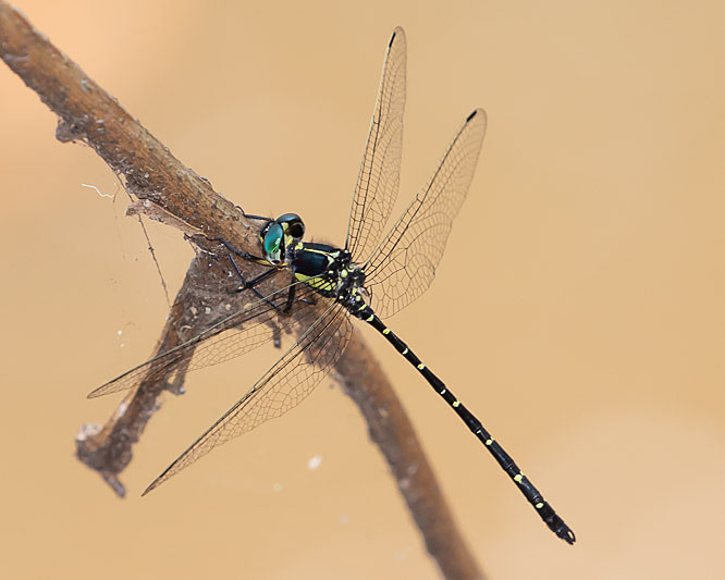 Eusynthemis nigra male-1870.jpg